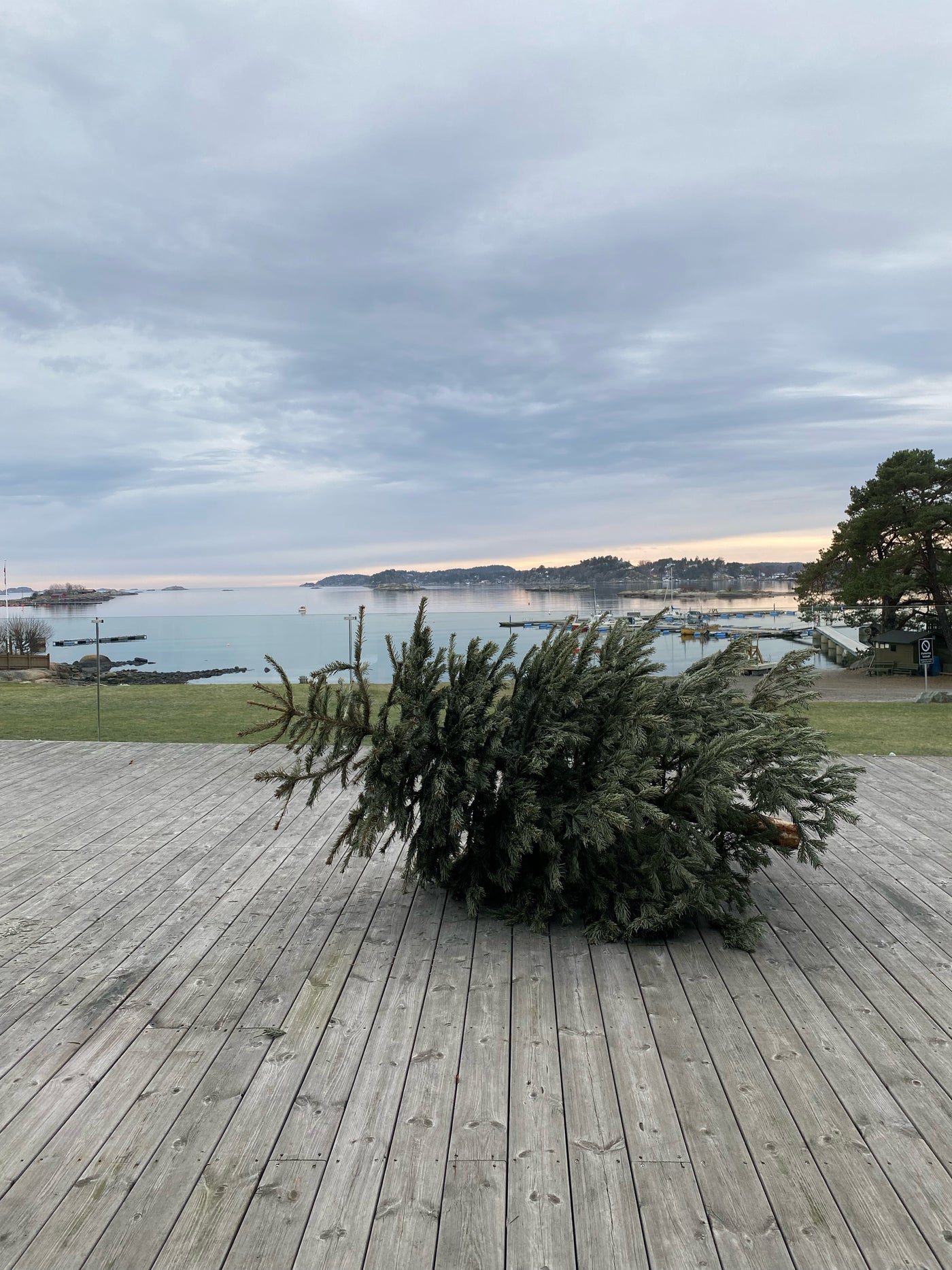 Henting av Juletre
